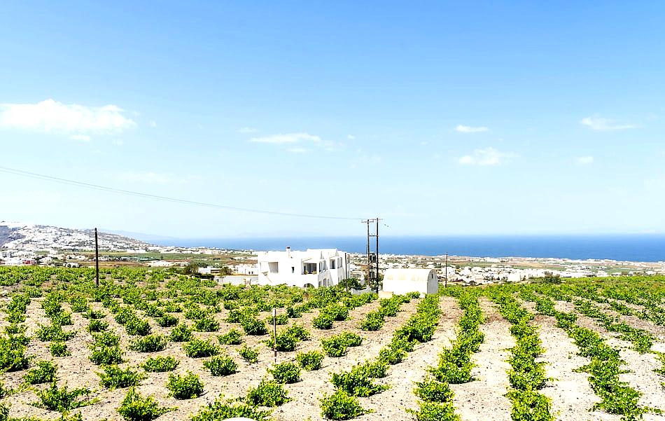 Ampelos Executive Houses